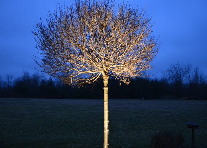 Tree with edison lighitng